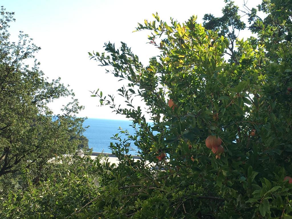 Villa Julia Petrovac Bagian luar foto